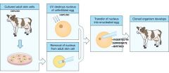   method by which cloned embryos can be produced using differentiated adult cells  Eg Dolly sheep