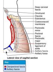 This fascia invests the subclavius and the pectoralis minor
It attaches to the clavicle and the anterior thoracic wall

The Cephalic vein, thoracoacromial a, and lateral pectgoral nerves pierce it

Becomes suspensory ligament of axilla