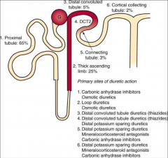 *B: thiazide diuretics.

*Thiazide diuretics impair only urinary dilution because of their selective effect on the distal tubule. By contrast, loop diuretics impair both dilution and concentration.

*Remember the DCT is known as the "diluting ...
