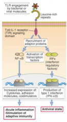 After initiation through a TLR, NFkB travels to the nucleus and causes increased expression of 
"CAC": cytokines, adhesion molecules and costimulators 

It causes acute inflammation & stimulation of adaptive immunity.