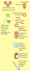 reverse transcriptase
restriction endonuclease at recognition sites of DNA and plasmid
DNA ligase
introduce back in bacteria (transformation)