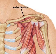 PA: junction of 1st rib and it's coastal cartilage
DA: inferior surface of middle 1/3 of clavicle 

ACTION: anchor and depresses clavicle

BS: clavicular branches of the thoracoacromial arterial trunk
Innervation: Nerve to Subclavius C5 and C8