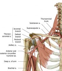 Part 1: superior thoracic artery will come off: provide blood to upper structures in thorax

Part 2: thoracoacromial trunk: pectoral, deltoid, acromial, clavicular (usually a branch off of something else like the acromial branch)

Part 3: subs...