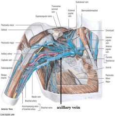 Drained into the axillary vein (generally follows the course of axilllary artery)
Vein will receive blood from superficial and deep veins of the arm and forearm 
There are may deep brachial veins
Superficial veins of arm and forearm: basilic (c...