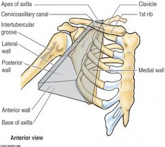Apex is made up of clavicle, scapula, and first rib
Look at the picture