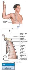 Skin and superficial fascia
Anterior axillary fold via pec major
Posterior axillary fold via latissimus dorsi and teres major
Chest wall-serratus anterior