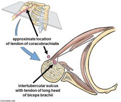 Intertubercular groove, tendon of long head of biceps, coracobrachialis tendon