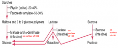 Sucrase from the intestine breaks down Sucrose into Fructose and Glucose