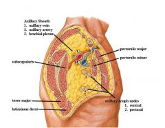 Lots of fat and fascia, Axillary Artery and veins associated with it, Brachial Plexus, lymph nodes, axillary sheath