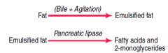 Pancreatic Lipase - can digest all TG it can reach within 1 minutes (requires emulsification by bile salts)