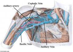 Axillary artery, cephalic vein, basicilic vein, axillary vein