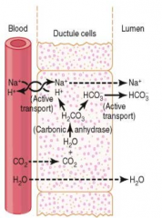 - CO2 diffuses in and combines with H2O to form H2CO3
- H2CO3 breaks down to form H+ and HCO3-
- HCO3- goes into the lumen and associates with Na+, which causes a gradient into the lumen with water