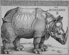 Rhinoceros - woodcut