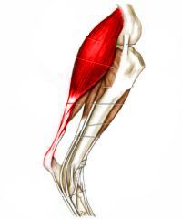Gasrocnemius Muscles