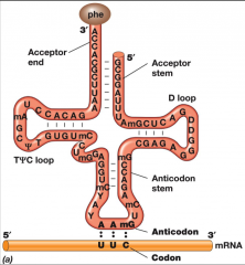 1. is attached to the amino acid corresponding to the codon






2. has
anticodon sequence that temporarily base pairs with mRNA codon during
translation      