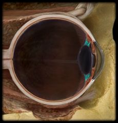 Suspensory ligaments of lens