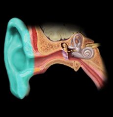 Auricle of ear