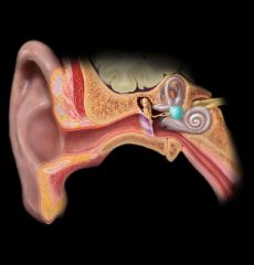 Utricle of ear