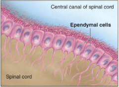 Simple cuboidal or columnar epithelial cells that line cavities in brain and spinal cord; cilia on apical surface