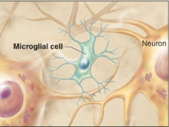 Small cell with slender branches from cell body; least common type of glial cell