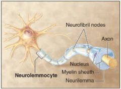 Myelinates and insulates PNS axons and allows for faster action potential conduction along an axon in the PNS