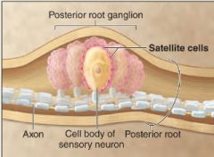 _____ are flattened cells arranged around neuronal cell bodies in a ganglion.