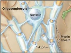 The processes of _____ (CNS) ensheathe portions of axons of many different neurons