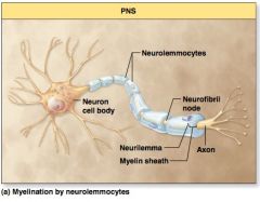 The gaps between the neurolemmocytes are called _____