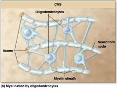 Are neurofibril nodes between oligodendrocyte myelin sheaths on an axon?