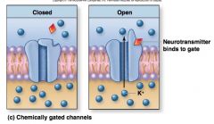 These channels are normally closed and open in response to binding of a neurotransmitter.
