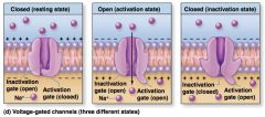 What are the activation gate and inactivation gate?