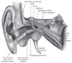 transmits sound vibrations from the tympanic membrane to the incus