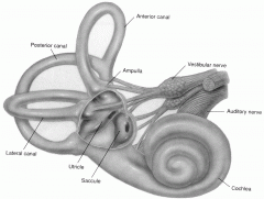 post semicircular canal