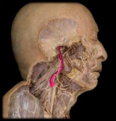 what artery feeds the ear?