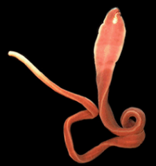 Most marine, carnivorous
Some 30 m long
Possess complete DT
Proboscis (some with stylet) held within a rhynchocoel (everts when feeding)
Blood vessels/closed circulatory system
Lack a true coelom
Uncertain taxonomy
