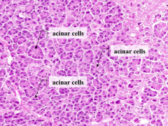Pancreatic acinar cells (grape-like clusters of secretory cells)