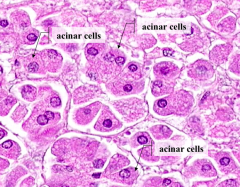 The basal cytoplasm of acinar cells is basophilic due to the presence of which organelle?