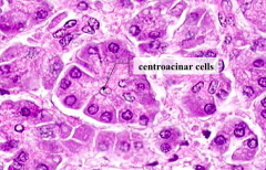 Centroacinar cells - component of the intercalated ducts