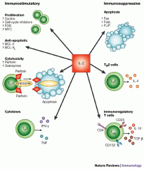 IL2 is a growth factor for antigen-stimulated T cells and responsible for T-cell clonal expansion. 
It promotes the proliferation and differentiation of other immune cells. 

Derived from T-cells.