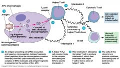 - APC's (ie. dendritic cells) recognize the Ag & present it to T-cells in association with Class II MHC molecules. 
- T-cell activation occurs, which then causes T-cell proliferation, differentiation and production of cytokines and various effect...