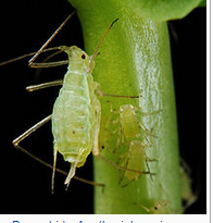 Little aphids in my mouth- I've totally had them in the past