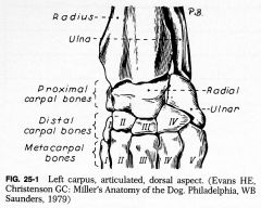Proximal and distal row of carpal bones (radial is major WB area)