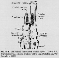 Achilles tendon inserts on calcaneal tuber.


 


Talus articulates with tibia/fibula and central tarsal bone