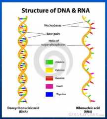 Differences between DNA and RNA