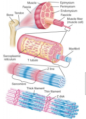 (skeletal = striated)


 


Muscle, fascicle, muscle fiber cell, myofibril, myofilament