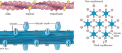 thin myofilaments = actin, troponin, tropomyosin


 


thick filaments = myosin / myosin heads