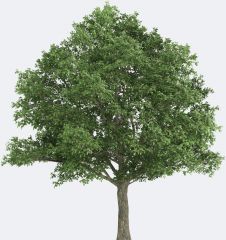 Com Name: northern red oak