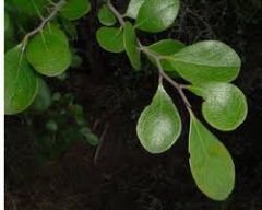 alt, simple, evergreen/late deciduous oval leaves. fruit like small blueberry (black fruit). GREY twigs, slightly flaky bark w/ cinnamon undertone. Dry forest large shrub/small tree