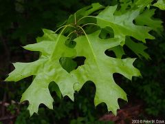 Family: Fagaceae
Genus: Quercus
Trivial: rubra