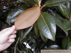 Family: Magnoliaceae
Genus: Magnolia
Trivial: grandiora